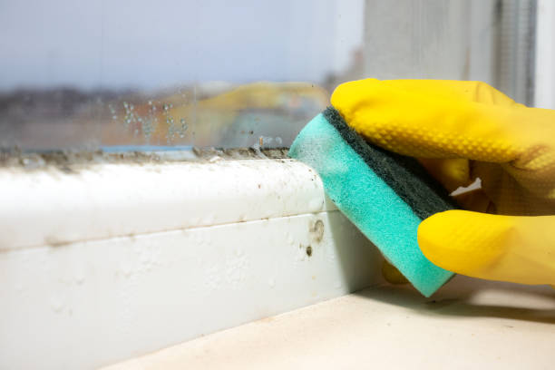 Best Commercial Mold Removal  in Fruit Heights, UT