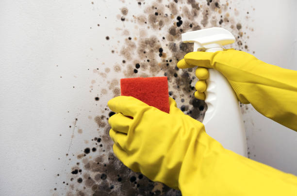 Best Certified Mold Removal  in Fruit Heights, UT